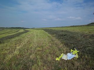 Dorumer Schalk im Gras am Deich