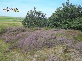 Heidelandschaft bei Cuxhaven