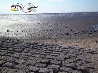 M&ouml;we &uuml;ber dem Dorumer Watt